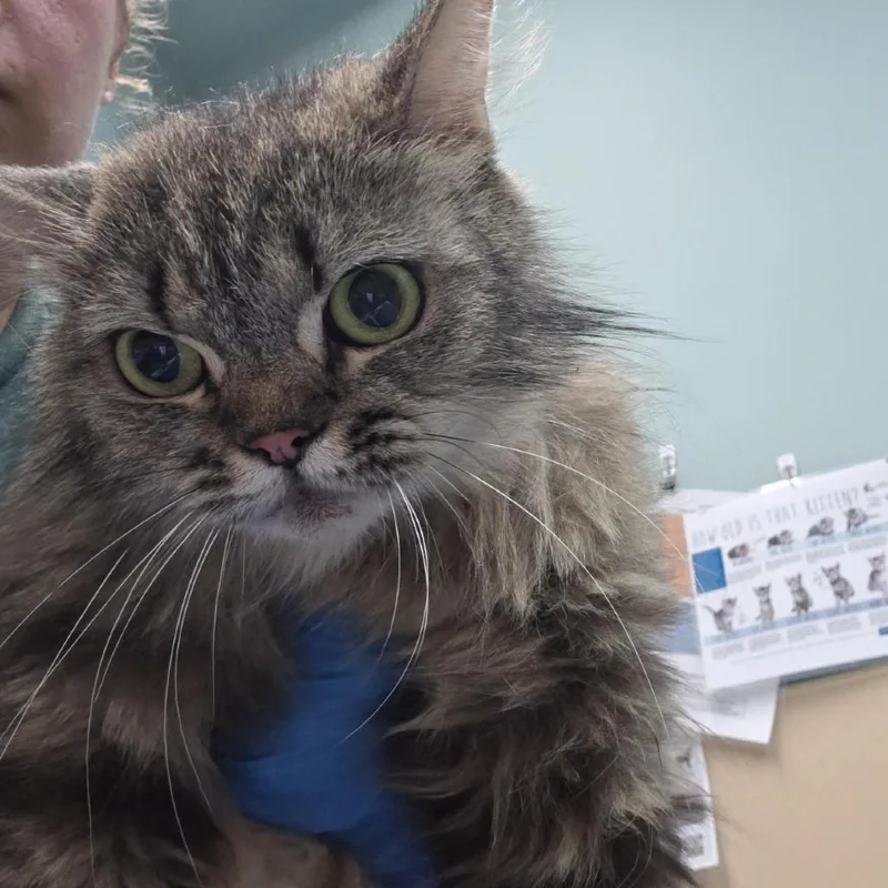 An adult medium-sized female Gray / Blue / Silver Persian cat named Tofu for adoption in Tacoma, WA