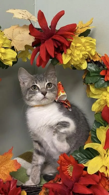 A baby medium-sized female Domestic Short Hair cat named Sushi for adoption in Picayune, MS