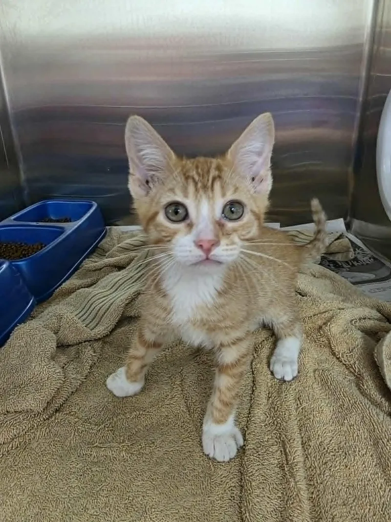 A baby medium-sized male Tabby (Orange / Red) Domestic Short Hair cat named Torro for adoption in Umatilla, FL