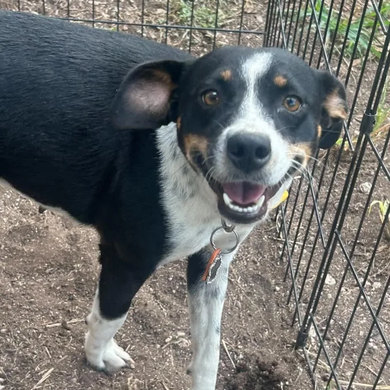 A young small-sized female Tricolor (Brown, Black, & White) Rat Terrier dog named Sunshine for adoption in Moyock, NC