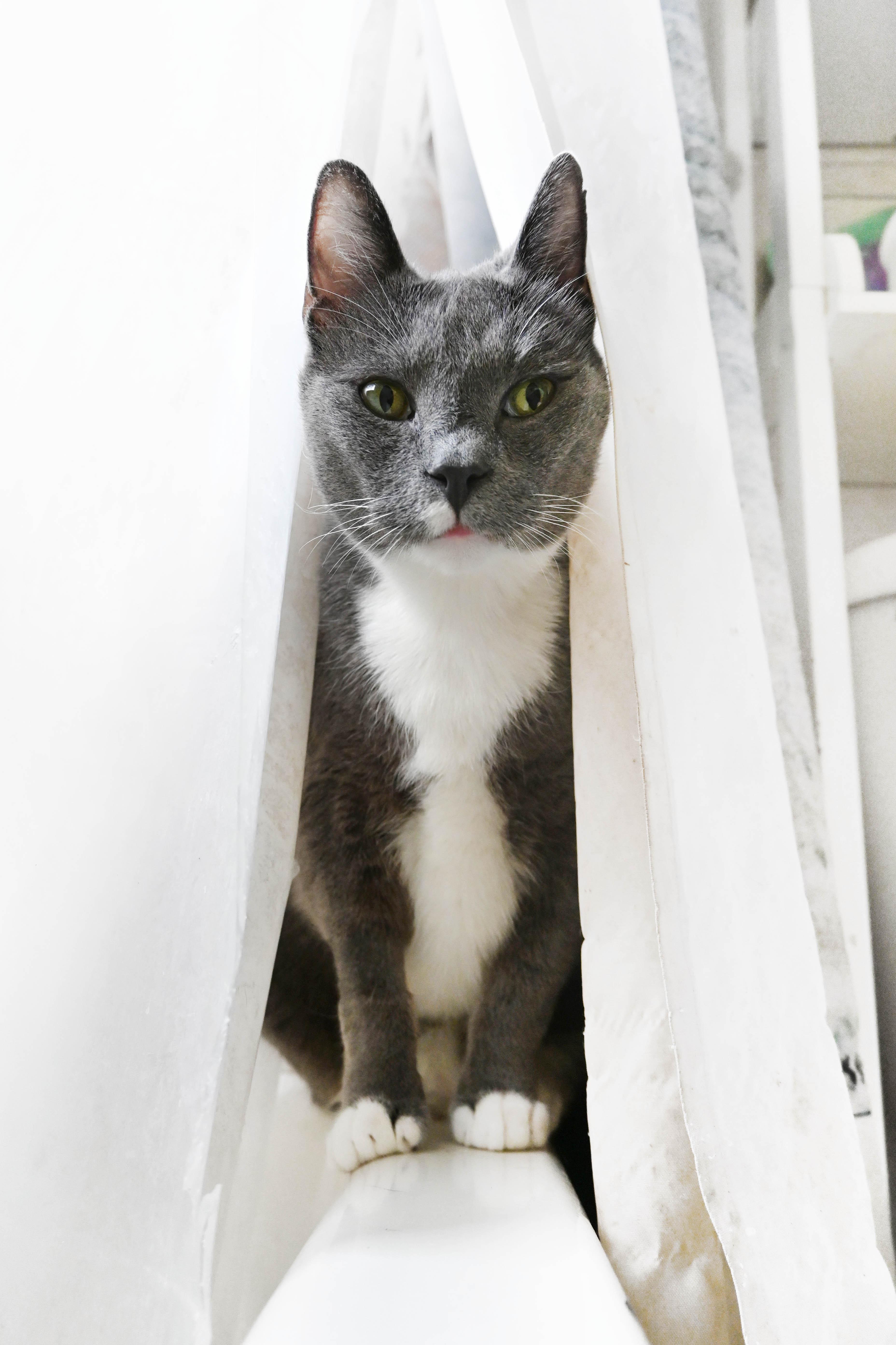 An adult large-sized male Gray & White American Shorthair cat named TomTom for adoption in Orlando, FL