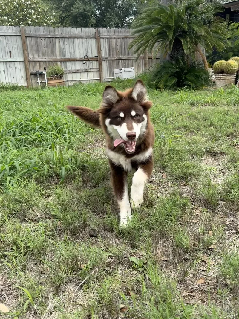Koa