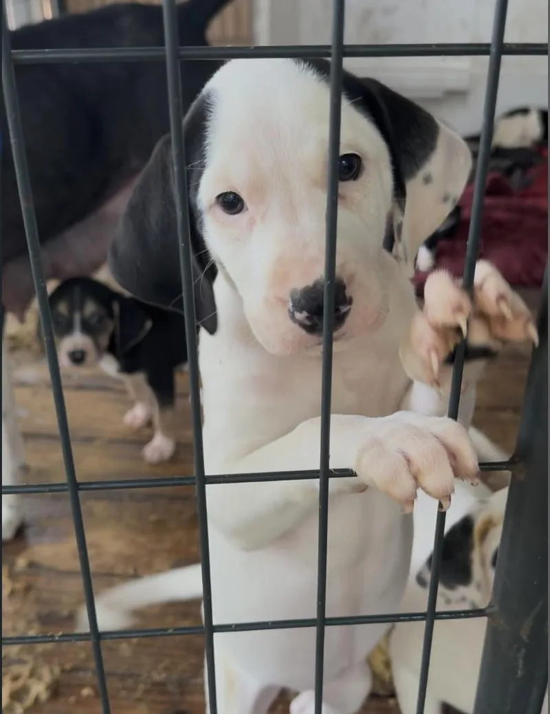 A baby medium-sized female Pointer dog named Lulu for adoption in Longview, TX