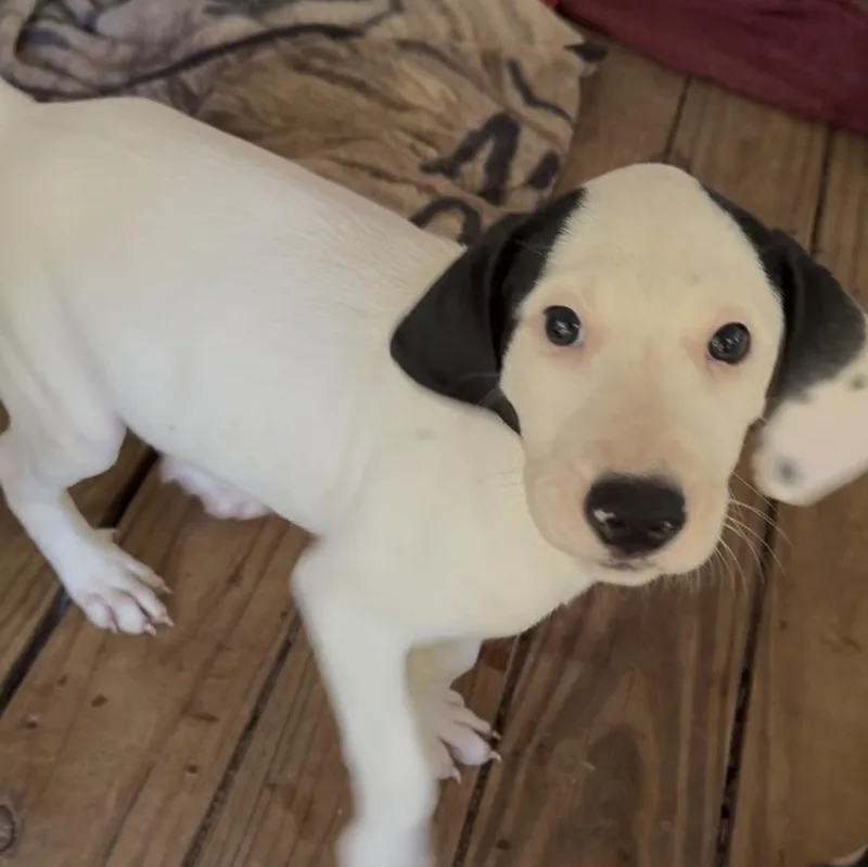 Lulu thumbnail 4