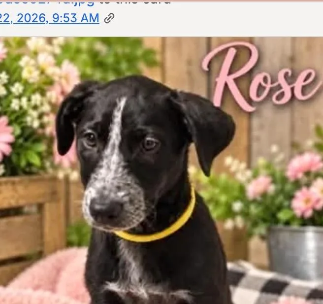 Rose