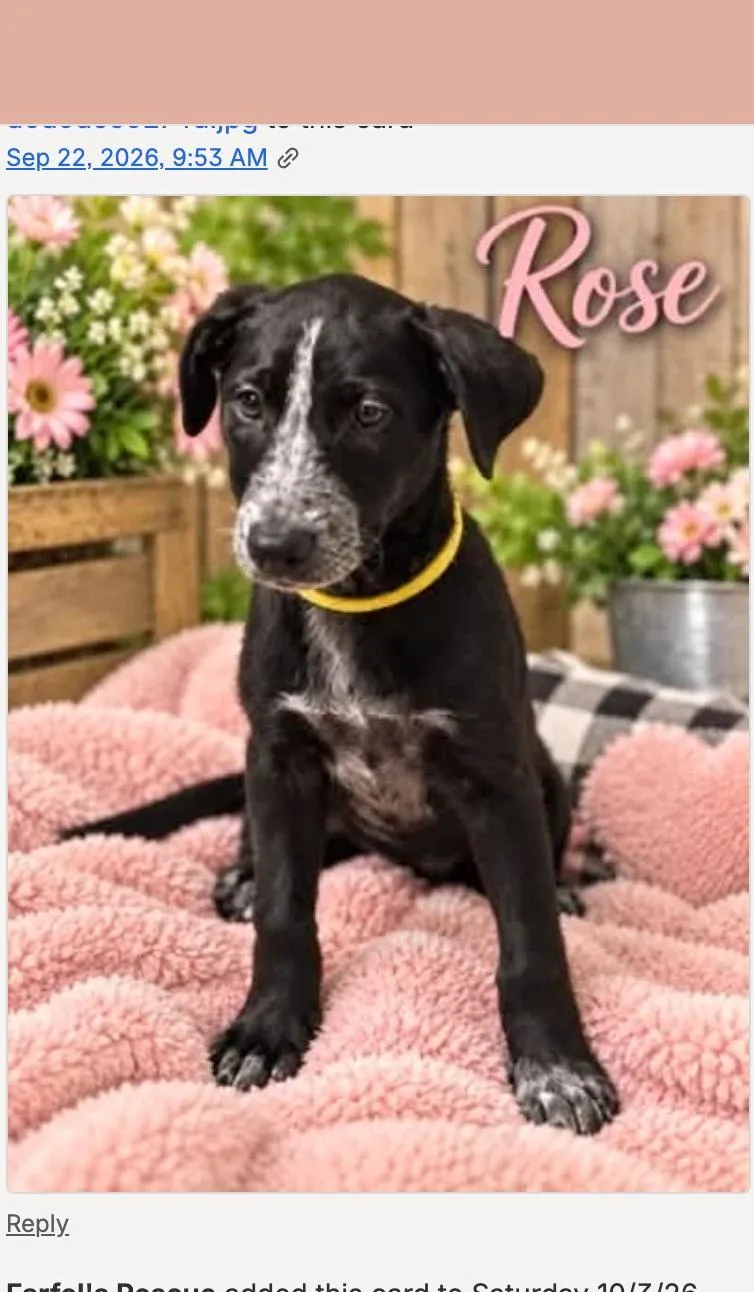Rose thumbnail 2