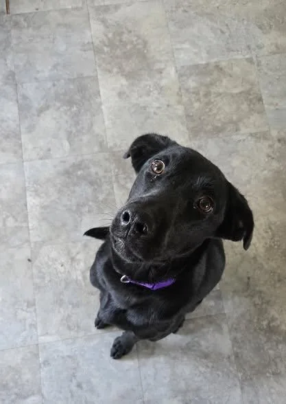 A young medium-sized female Black Labrador Retriever dog named Lily for adoption in Ulysses, PA