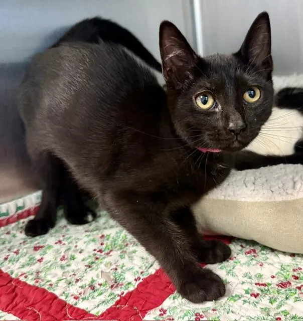 A baby small-sized female Domestic Short Hair cat named Lily for adoption in Sarasota, FL