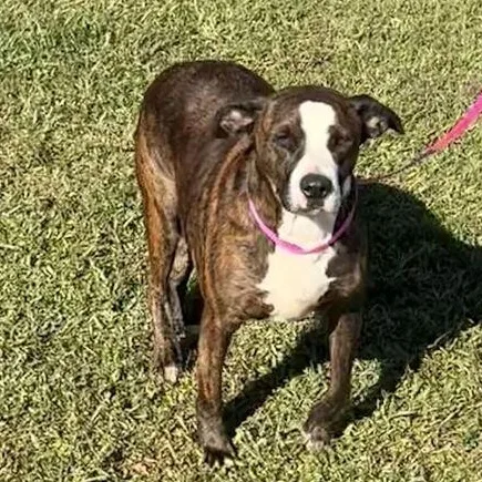 A young medium-sized male Brindle English Bulldog dog named Spud for adoption in Valdosta, GA