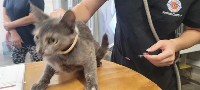 A young medium-sized female Domestic Short Hair cat named Dolly for adoption in Panama City, FL