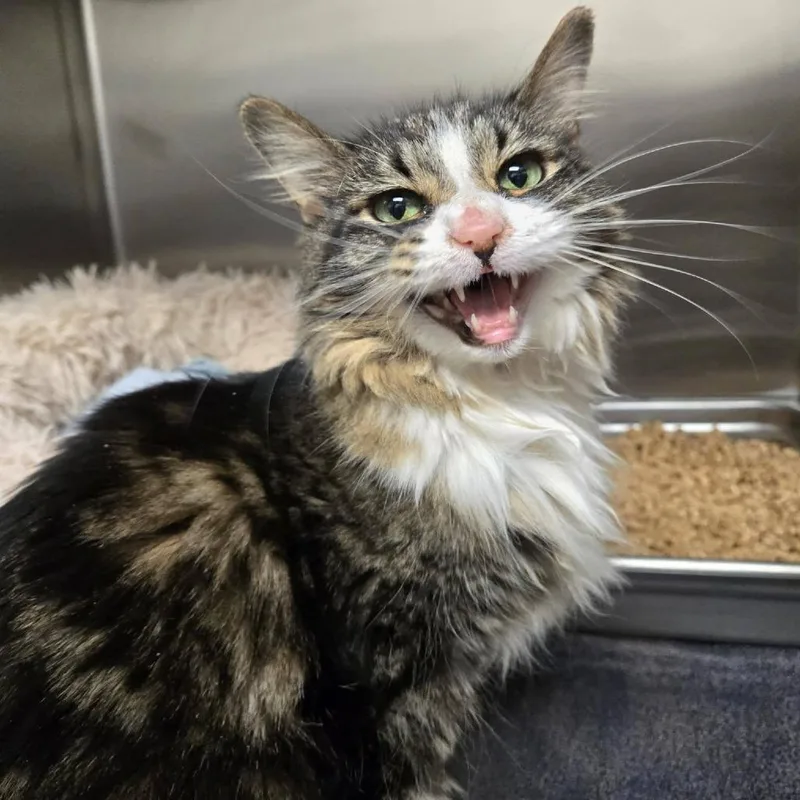 A young medium-sized female Brown / Chocolate Domestic Medium Hair cat named Miss Cleo for adoption in Rocky Mount, VA
