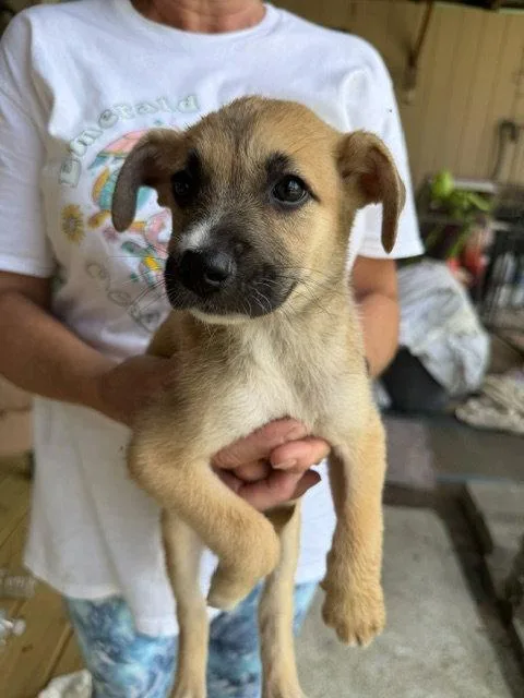 A baby medium-sized male Shepherd dog named Sams Club litter part for adoption in Union Beach, NJ