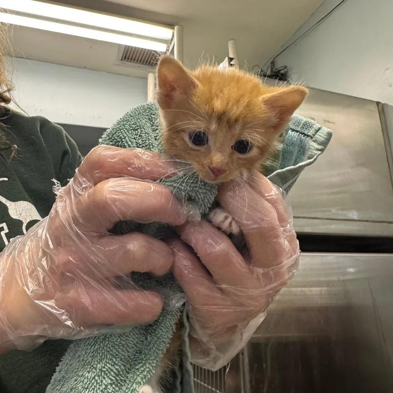 A baby small-sized male Domestic Short Hair cat named Roo for adoption in Columbia, MO