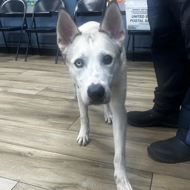 A baby small-sized male White / Cream Husky dog named Frost for adoption in Newark, NJ