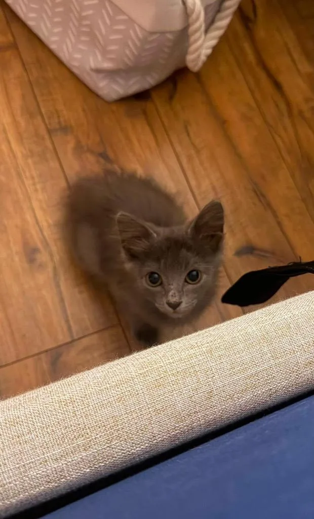 A baby small-sized female Domestic Medium Hair cat named Mittens for adoption in Ada, OK