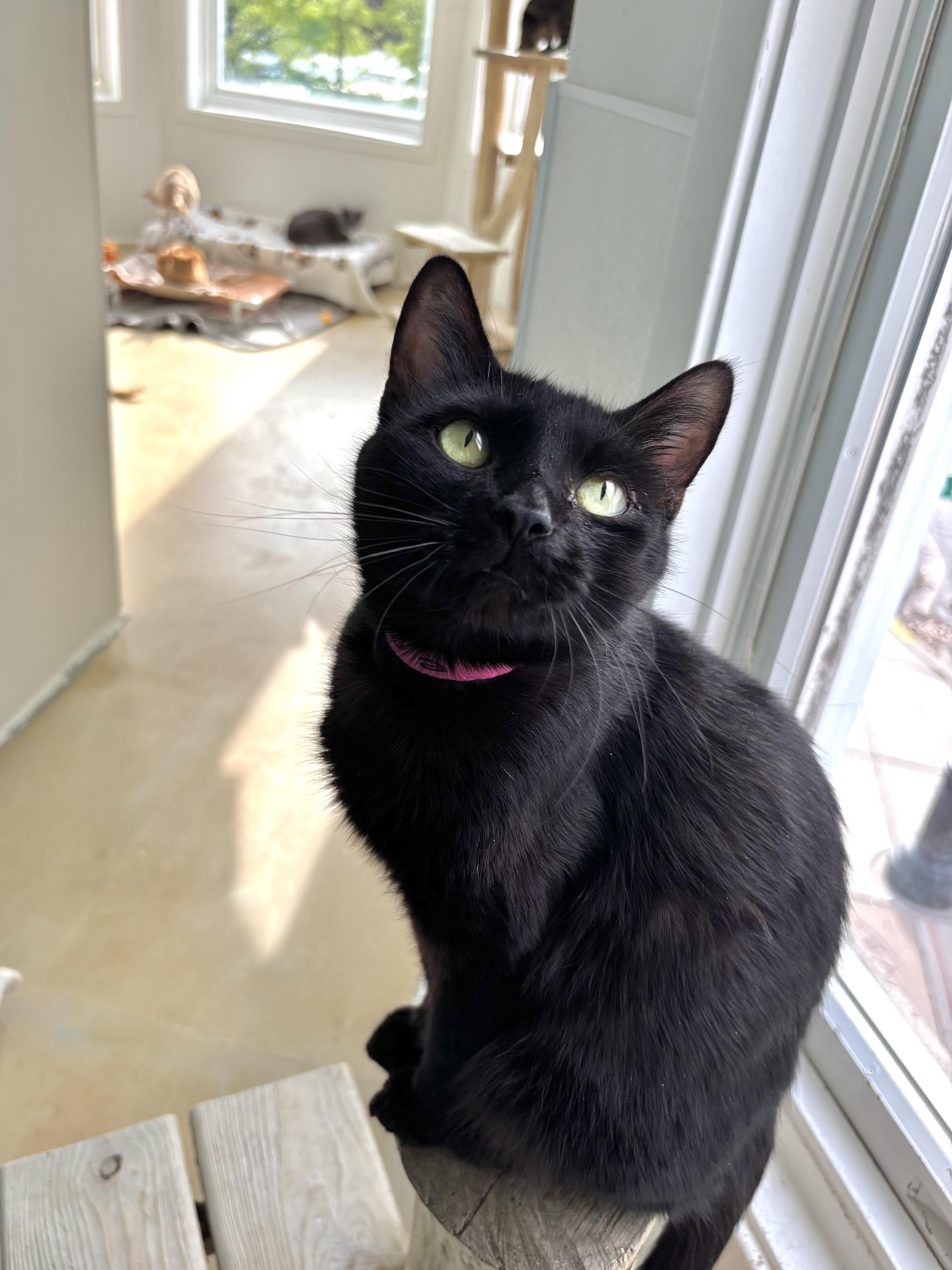 A young medium-sized female Black Domestic Short Hair cat named Cassava for adoption in Chicago, IL