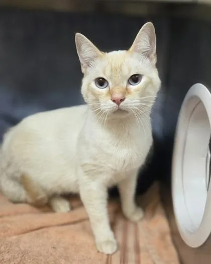 A young large-sized male Domestic Short Hair cat named Draco for adoption in Westland, MI