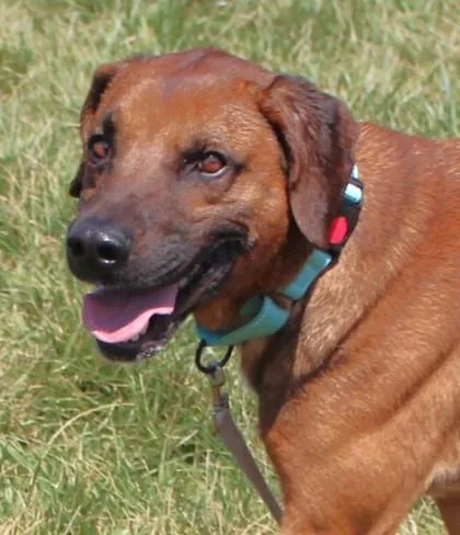 An adult large-sized male Retriever dog named Roman for adoption in Taylorsville, NC