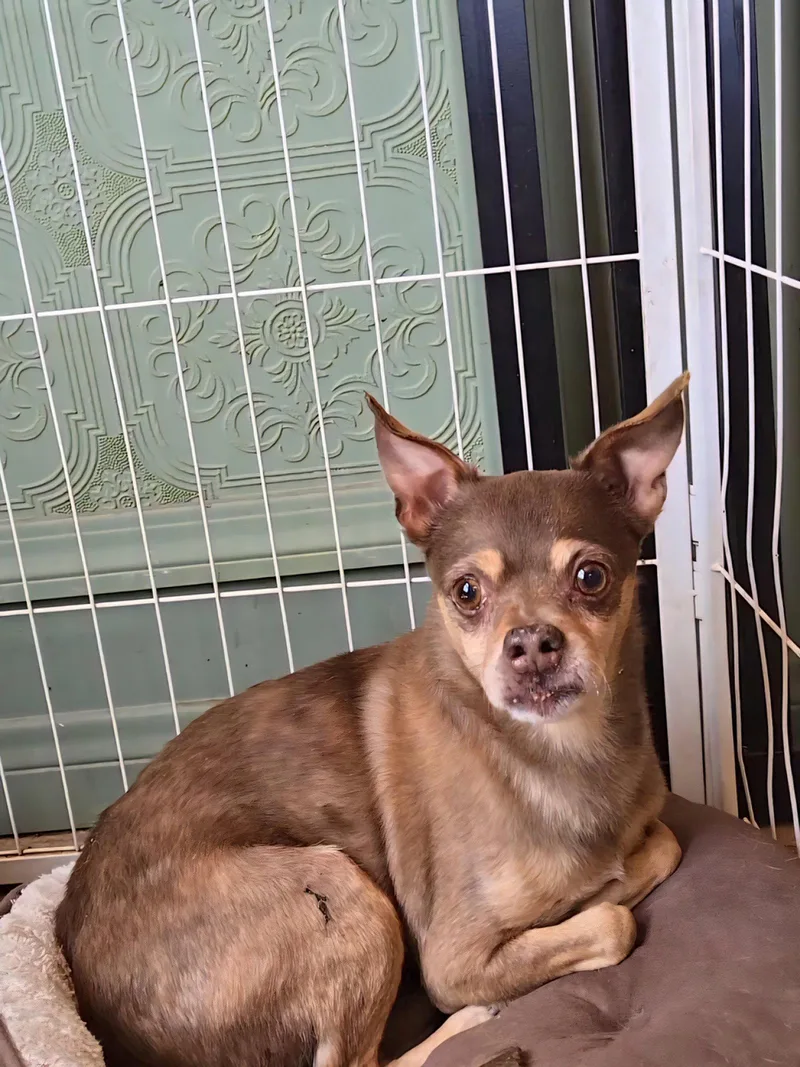 An adult small-sized male Chihuahua dog named Chief for adoption in Fallbrook, CA