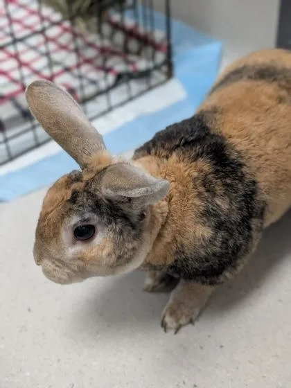 Lettuce Bee  Rabbit thumbnail 2