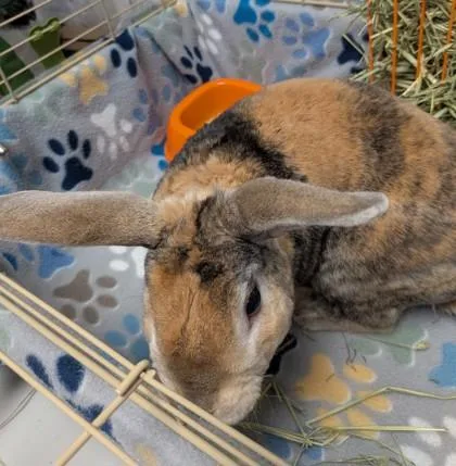 Lettuce Bee  Rabbit thumbnail 3