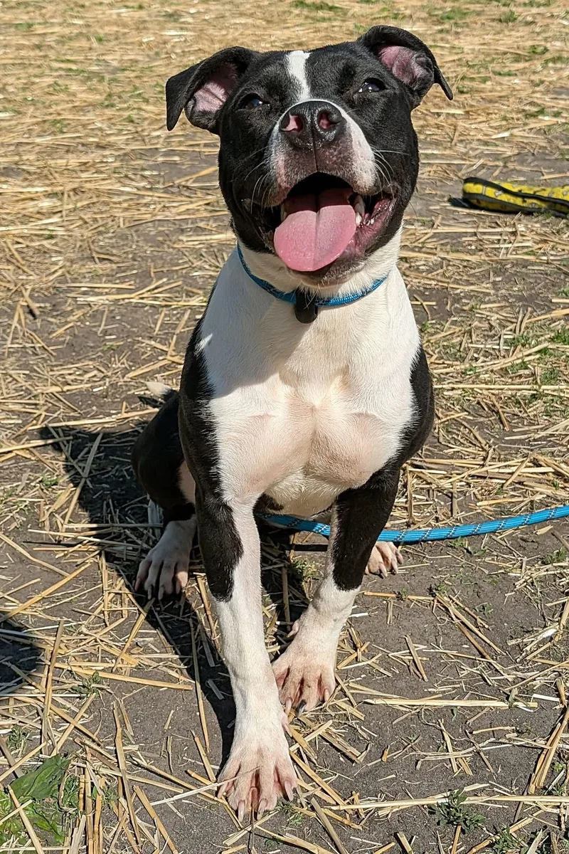 A young medium-sized female Black Pit Bull Terrier dog named Playdoh for adoption in Chicago, IL