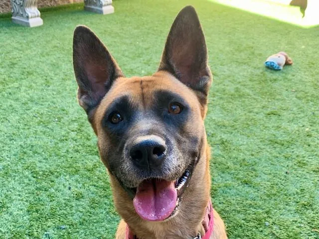 An adult medium-sized female Yellow / Tan / Blond / Fawn Belgian Shepherd / Malinois dog named SAVE ME PLEASE Mandala for adoption in San Marcos, CA