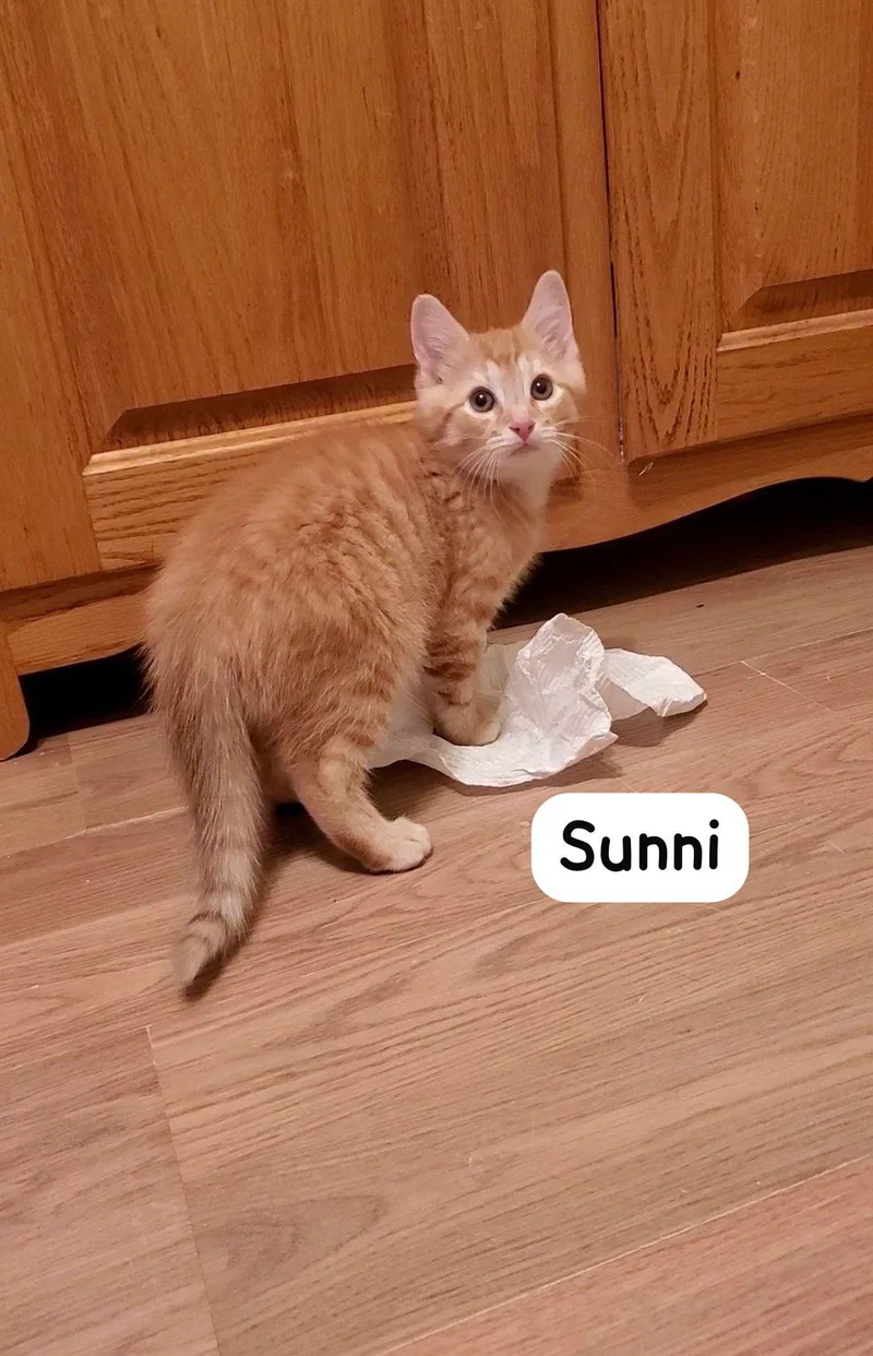 A baby medium-sized male Orange / Red Domestic Short Hair cat named Sunni for adoption in Spring Lake, NJ