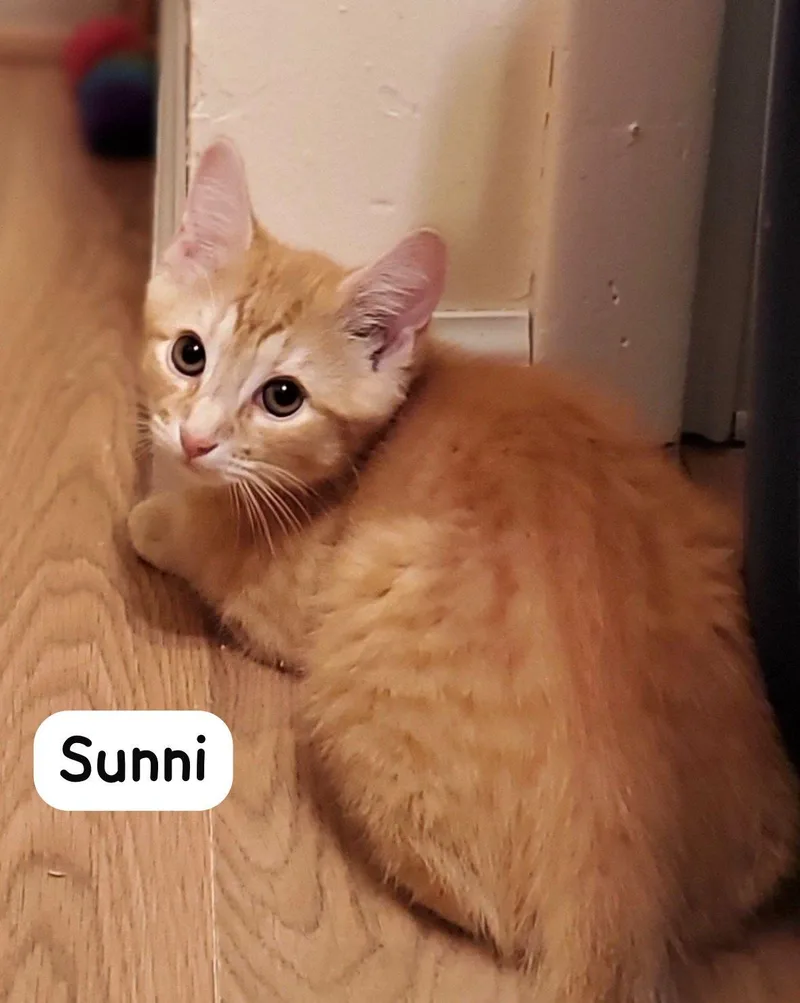 Sunni thumbnail 2