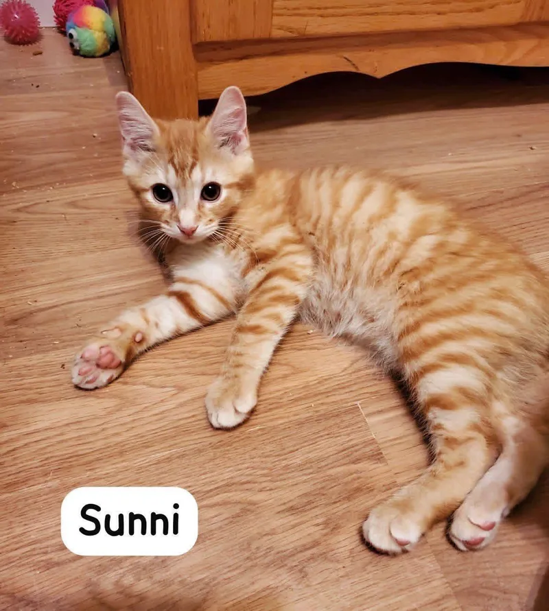 Sunni thumbnail 3