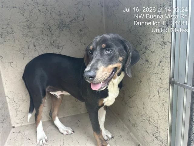 A young medium-sized male Beagle dog named Vincent for adoption in Ocala, FL