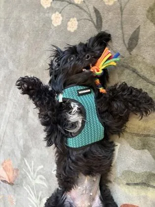 A young small-sized female Mixed Breed dog named Chia for adoption in Pleasanton, CA