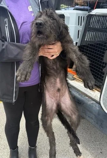 A baby large-sized male Schnauzer dog named Chad for adoption in Thompson Falls, MT