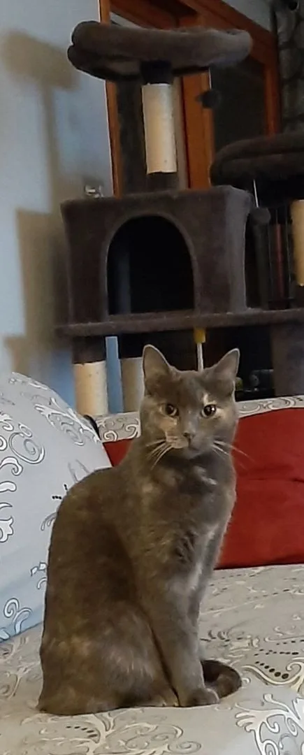 Brittany thumbnail 2