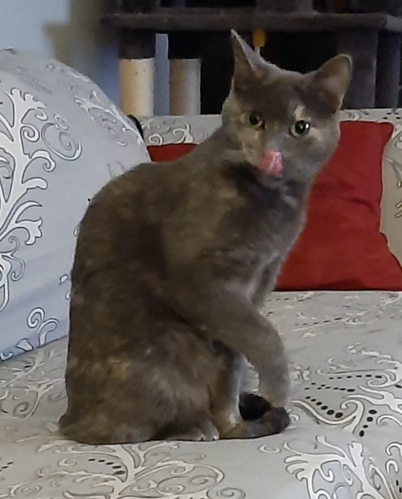 Brittany thumbnail 3