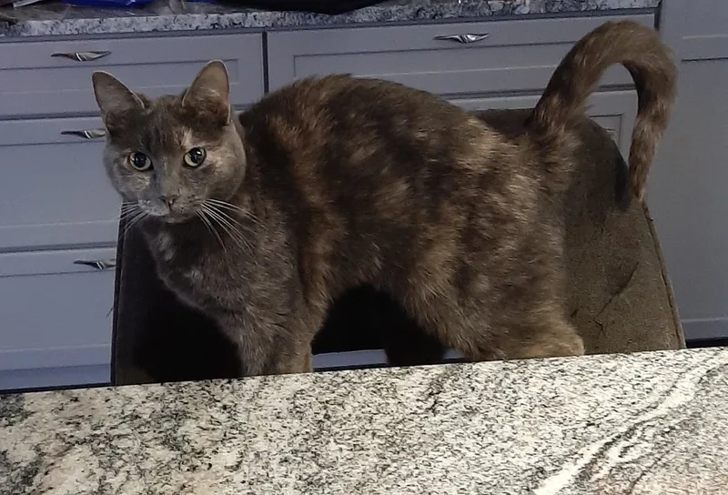 Brittany thumbnail 4