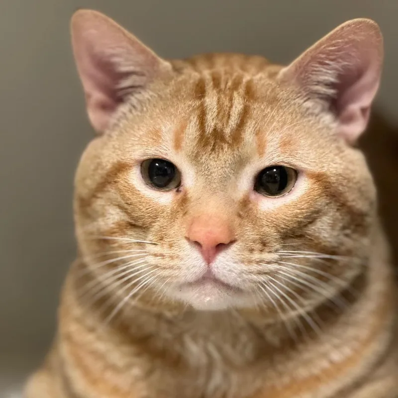 An adult large-sized male Orange / Red Domestic Short Hair cat named Tweedledee for adoption in Decatur, GA