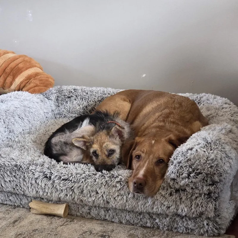 A baby small-sized female Black Mixed Breed dog named Skittles for adoption in Buffalo, MN