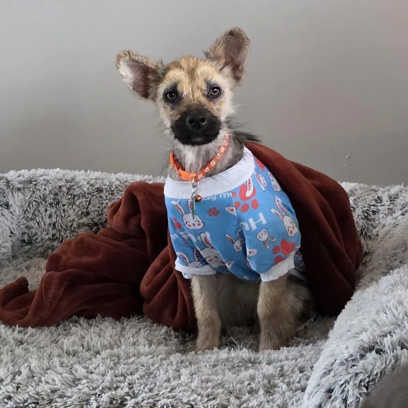 Skittles thumbnail 5