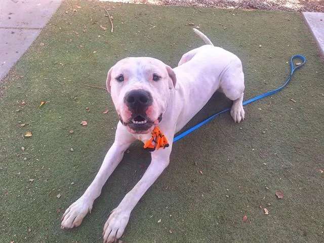 An adult large-sized male Dogo Argentino dog named Chance for adoption in Mesa, AZ