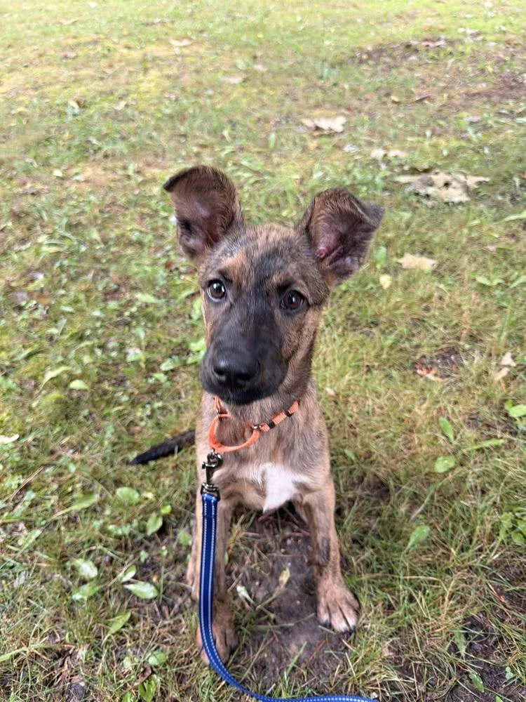 A baby medium-sized female Brindle Mixed Breed dog named Louise for adoption in Lansing, MI