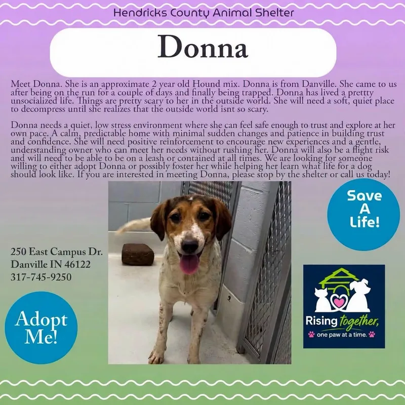 An adult medium-sized female Tricolor (Brown, Black, & White) Afghan Hound dog named Donna for adoption in Danville, IN