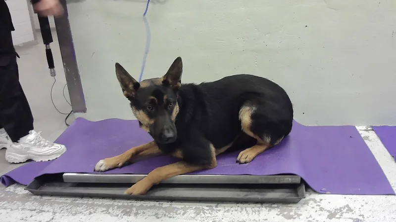 A young small-sized male Labrador Retriever dog named Quique for adoption in Houston, TX