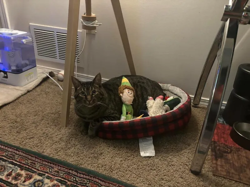 An adult extra large-sized male Domestic Short Hair cat named Kimchi for adoption in Bloomington, IN