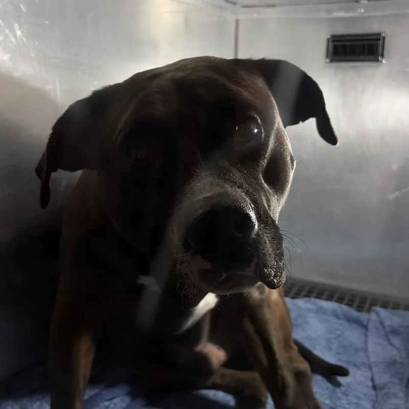 An adult medium-sized male Black Mixed Breed dog named Mort for adoption in Philadelphia, PA