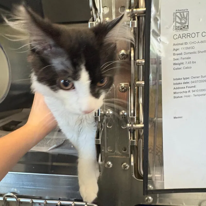 A baby small-sized male Black Domestic Medium Hair cat named Chester for adoption in Charlottesville, VA