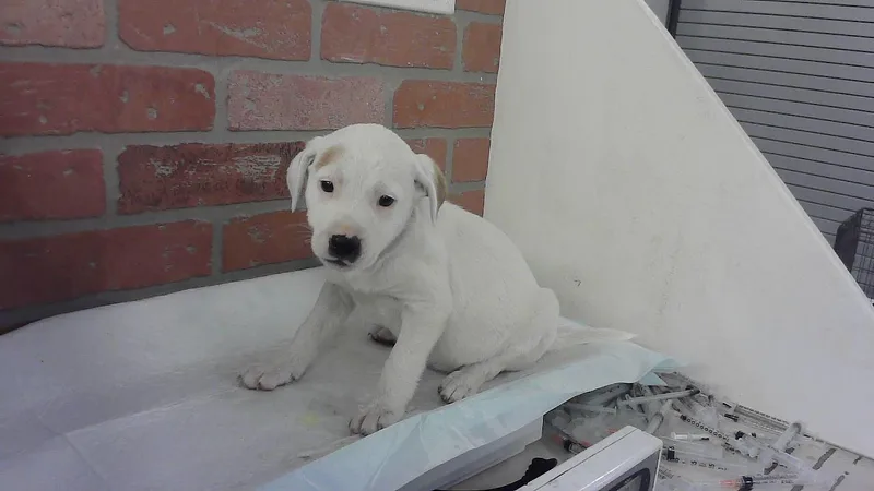 A baby small-sized female Dogo Argentino dog named April for adoption in Houston, TX