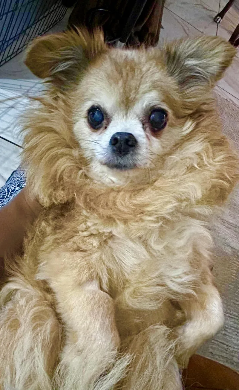 A senior small-sized male Golden Chihuahua dog named Baby for adoption in Las Vegas, NV