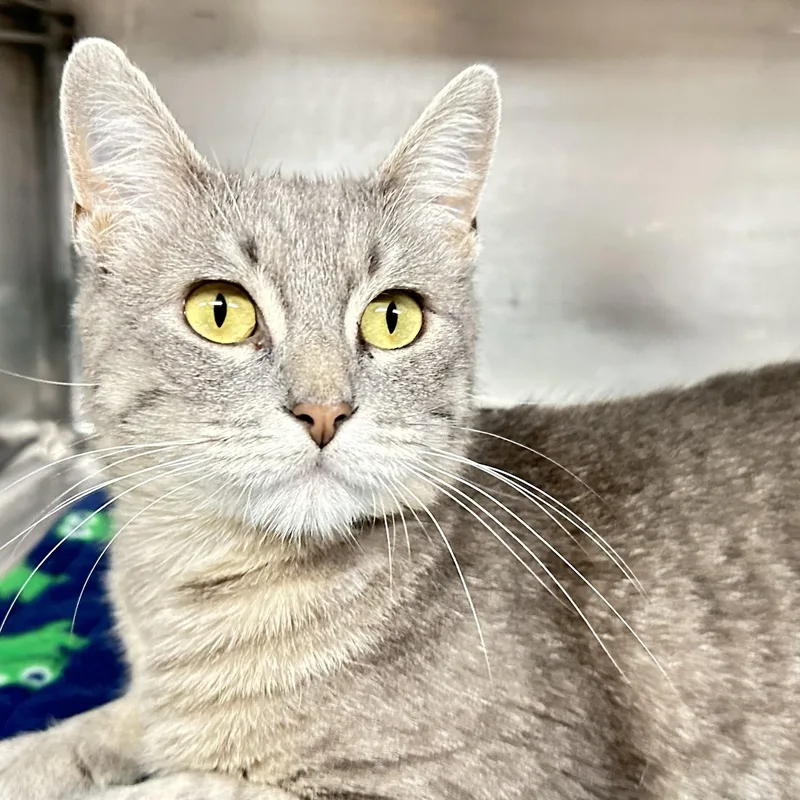An adult medium-sized female Tabby (Gray / Blue / Silver) Domestic Short Hair cat named Whisper for adoption in Crestwood, MO