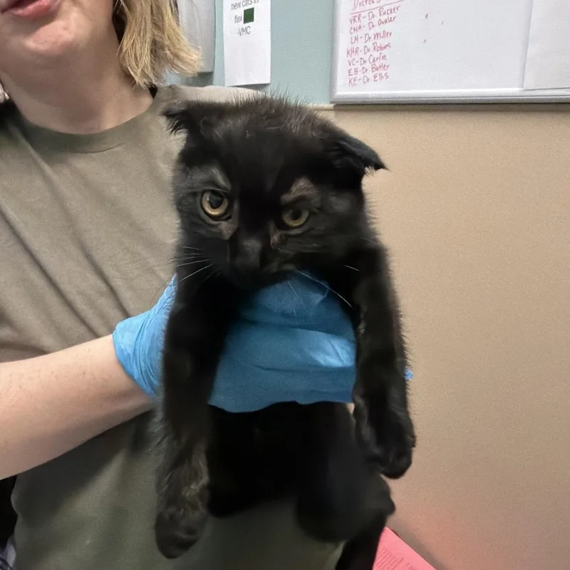 A baby small-sized female Black Scottish Fold cat named Unknown for adoption in Tacoma, WA